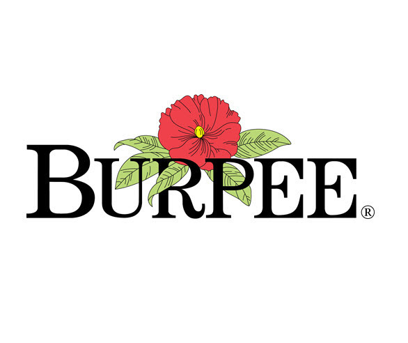 Burpee