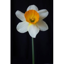 Michael Filonow, White Daffodil, Photograph, Archival Ink Jet, 2022 found on Bargain Bro from 1stDibs for USD $277.40