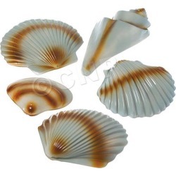 buy  Sea Shell Decorations by Windy City Novelties cheap online