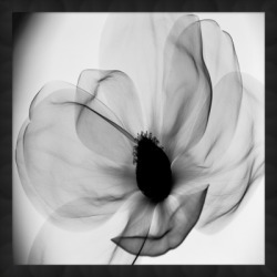 Giclee Magnolia Wall Art, Black/White