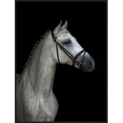 Giclee White Stallion Wall Art, Black/White