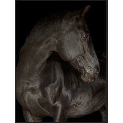 Giclee Black Stallion Wall Art, Brown/Black found on Bargain Bro from Ashley Furniture for USD $127.67