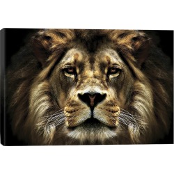 iCanvas The Lion by Farida Zaman