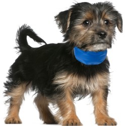 Petmaker Petmaker Cooling Pet Collar