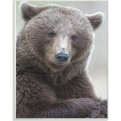 Stupell Most Interesting Bear by Stock found on Bargain Bro from Gilt City for USD $17.47