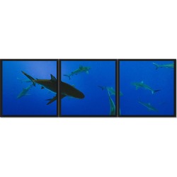 PTM Images Swimming With Sharks Framed High Gloss Laminate Triptych
