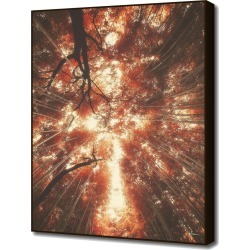 Curioos Bamboo Forest V by Hraun Photography