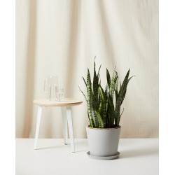 Sansevieria Stone