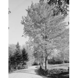 Posterazzi SAL255424046 USA New Hampshire Rumney Highway in Autumn Poster Print - 18 x 24 in.