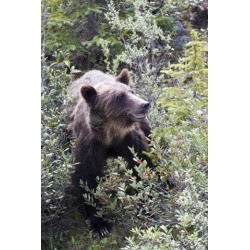 Posterazzi PDDCN01DJO0004 Grizzly Bear in Kootenay National Park Canada Poster Print by Diane Johnson - 17 x 26 in.