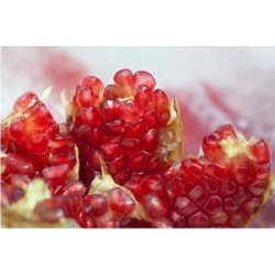 Pomegranate on the street raw or made into juice, Bangkok, Thailand Print by Cindy Miller Hopkins