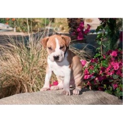 An American Pitt Bull Terrier puppy dog Poster Print by Zandria Muench Beraldo (24 x 17)