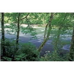 Posterazzi PDDCN02BBR0008 Trees & Ferns on Banks of Campbell River Vancouver Island British Columbia Poster Print by Brent Bergherm