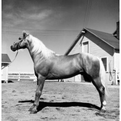 Posterazzi SAL25532264 Side Profile of a Horse Standing in a Corral Poster Print - 18 x 24 in.
