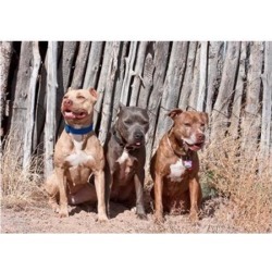 American Pitt Bull Terrier dogs, NM Poster Print by Zandria Muench Beraldo (24 x 17)