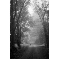 Posterazzi SAL25549945 High Angle View of a Dog Standing in the Woods on a Path Poster Print - 18 x 24 in.