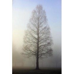 Posterazzi DPI1871387 Oregon Cascades Oregon United States of America - Trees Surrounded by Fog Poster Print, 12 x 19