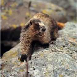 British Columbia, Yoho NP, Hoary marmot Poster Print by Ric Ergenbright (23 x 23)