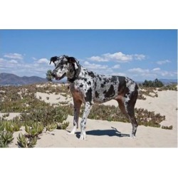 Posterazzi PDDNA02ZMU0152 A Great Dane Standing in Sand at the Ventura Beach California Poster Print by Zandria Muench Beraldo