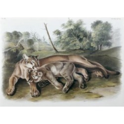 Posterazzi SAL900129460 The Cougar-Female & Young John James Audubon 1785-1851 American Poster Print - 18 x 24 in.
