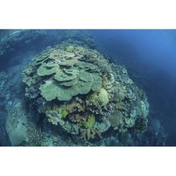 Colorful reef-building corals grow on a reef in the Solomon Islands Poster Print (17 x 11)