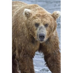 Posterazzi DPI12300679 Close Up Portrait of A Brown Bear Standing in Brooks River Katmai National Park & Preserve Southwest Alaska Poster Print by.