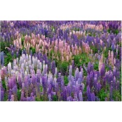 Posterazzi PDDAU02BJY0009 Lupine Flowers in Fiordland National Park South Island New Zealand Print by Jaynes Gallery