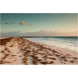 Posterazzi PDDCA05WBI0429 Bahamas Eleuthera Harbor Island Pink Sand Beach with Seaweed Print by Walter Bibikow