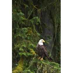 Posterazzi DPI1823554 Eagle in The Woods Poster Print by Richard Wear, 11 x 17