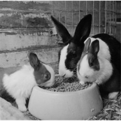 Posterazzi SAL255423904 Rabbits Eating Together From Bowl Poster Print - 18 x 24 in.