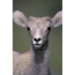Posterazzi PDDCN01AWO0001 Bighorn Sheep Banff National Park Alberta Canada Poster Print by Art Wolfe - 18 x 27 in.