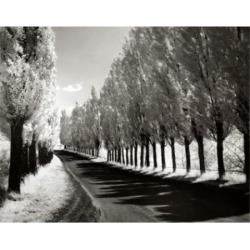 Posterazzi SAL255461 Lombardy Poplars New York USA Poster Print - 18 x 24 in.