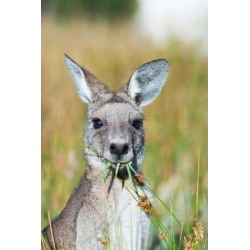 Posterazzi PDDAU01MZW0188 Eastern Grey Kangaroo Eating Australia Poster Print by Martin Zwick - 19 x 29 in.