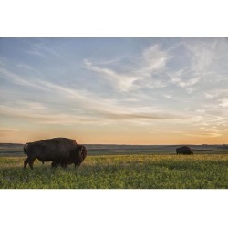 Posterazzi DPI12252421 Bison Roam The Plains at Sunset in Grassland National Park - Saskatchewan Canada Poster Print - 19 x 12 in.