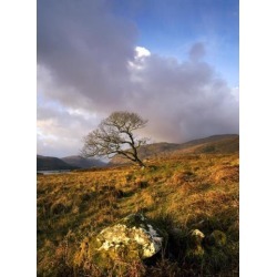 Glenveagh National Park County Donegal Ireland Lone Tree In Field Poster Print (12 x 16)