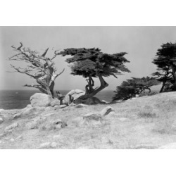 Posterazzi SAL255419121 USA California Monterey Trees & Sea Poster Print - 18 x 24 in.