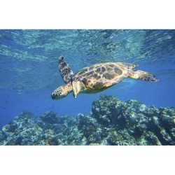Posterazzi DPI12292205LARGE Green Sea Turtle Swimming in Ocean Sea Poster Print by Design Pics Vibe, 34 x 22 - Large