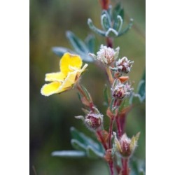 Posterazzi PDDCN02RKL0017 Ice Crystals on Flowers Jasper National Park Canada Poster Print by Raymond Klass - 19 x 28 in.