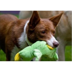 USA, California McNab Shepherd at play Poster Print by Zandria Muench Beraldo (24 x 17)