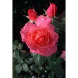 Posterazzi PDDCN02CRI0019 English Rose in Butchart Gardens Vancouver Island British Columbia Canada Poster Print by Connie Ricca