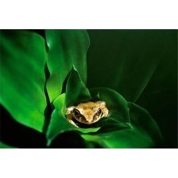 Coqui Frog in Puerto Rico Poster Print by David R. Frazier (35 x 23)