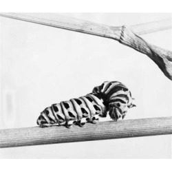 Posterazzi SAL9901769B Close-Up of the Caterpillar of a Swallowtail Butterfly on a Branch Poster Print - 18 x 24 in.