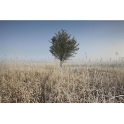 Frost On Tall Grass; Thunder Bay, Ontario, Canada Poster Print (19 x 12)
