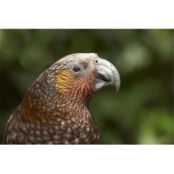 Kaka, Tropical Bird, Karori Sanctuary, New Zealand Poster Print by David Wall (34 x 23)