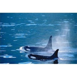 Killer Whales feeding in Johnstone Strait, British Columbia, Canada Print by Inger Hogstrom