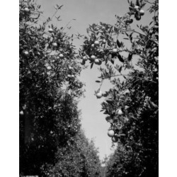 Posterazzi SAL255422063 USA Florida Orange Trees Poster Print - 18 x 24 in.