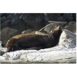Posterazzi PDDCN02RSC0182 Sea Lions Batley Island Pacific Rim British Columbia Poster Print by Roddy Scheer - 26 x 18 in.