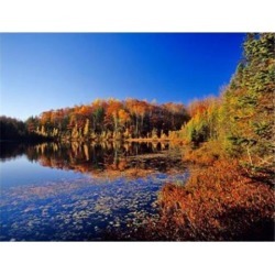 Pond in the Chaquamegon National Forest, Cable, Wisconsin Poster Print by Chuck Haney (30 x 23)
