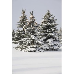 Posterazzi DPI1895287 Snow Covered Evergreen Trees - Calgary, Alberta, Canada Poster Print, 13 x 20