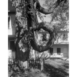 Posterazzi SAL255424184 USA Maine Fryeburg the Doughnut Tree Poster Print - 18 x 24 in.